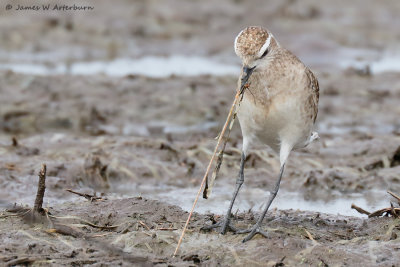 American Golden-Plover