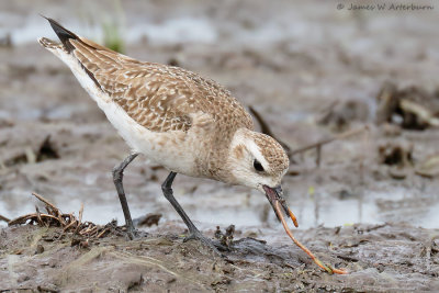American Golden-Plover