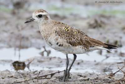 American Golden-Plover