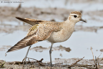 American Golden-Plover