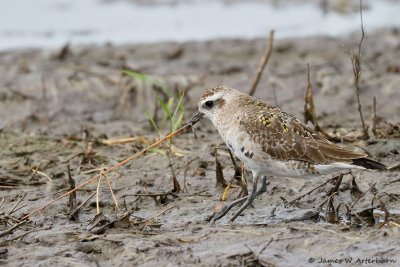 American Golden-Plover