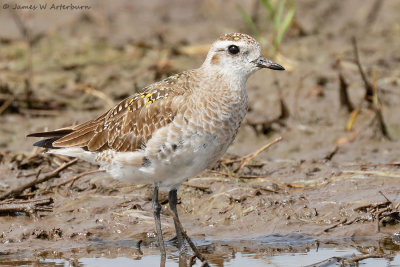 American Golden-Plover