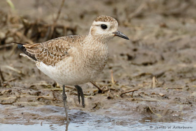 American Golden-Plover