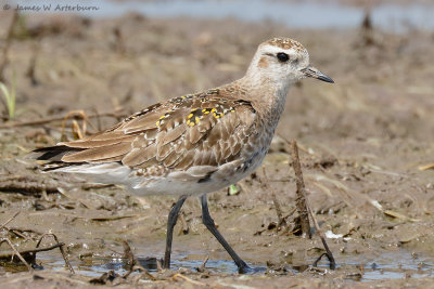 American Golden-Plover