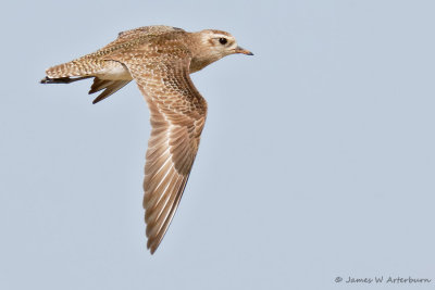American Golden-Plover