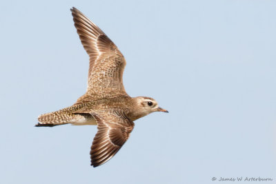 American Golden-Plover