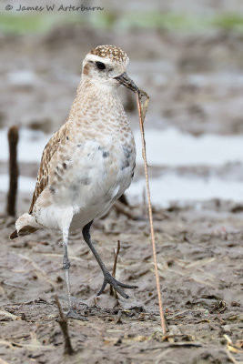 American Golden-Plover