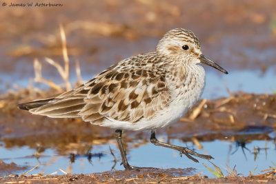 Baird's Sandpiper