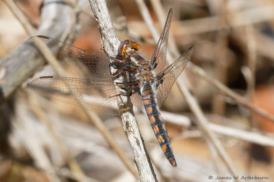 Blue Corporal
