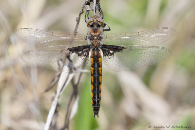 Mantled Baskettail