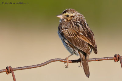 Savannah Sparrow