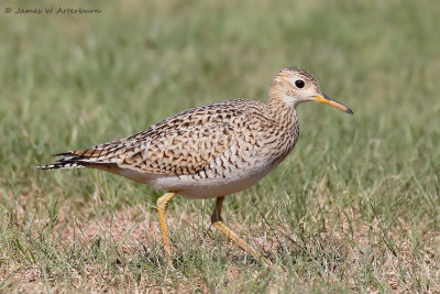 Upland Sandpiper