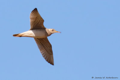 Upland Sandpiper