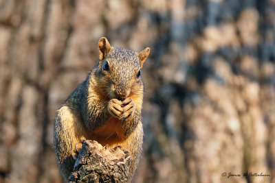 Eastern Fox Squirrel