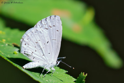 Summer Azure