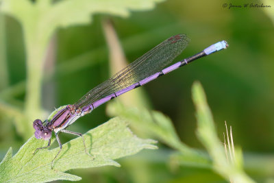 Variable Dancer