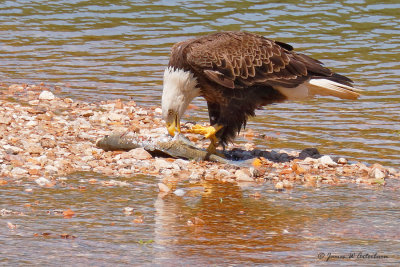 Bald Eagle