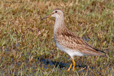 Pectoral Sandpiper
