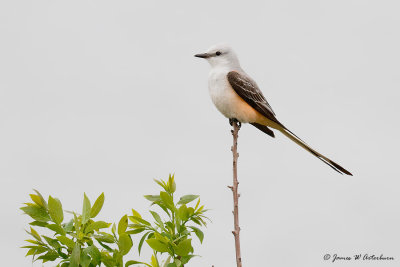 Scissor-tailed Flycatcher