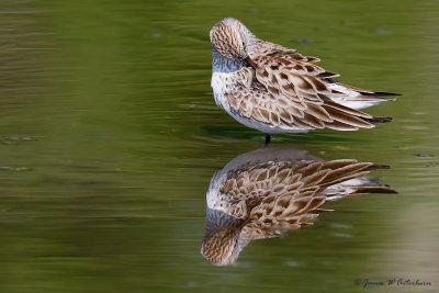 white-rumped Sandpiper