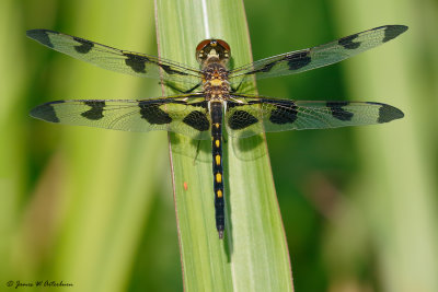 Banded Pennant