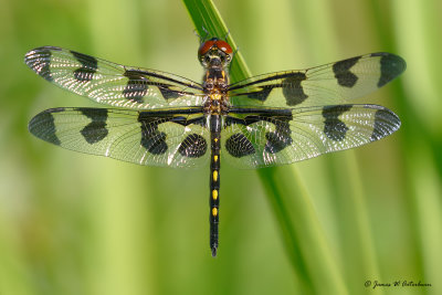 Banded Pennant