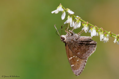 Spread-wing Skippers