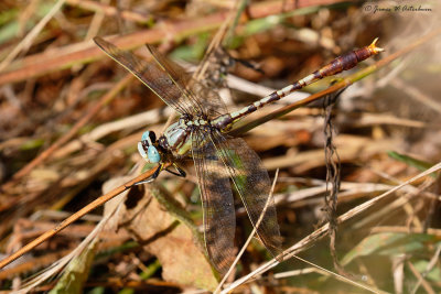Stillwater Clubtail