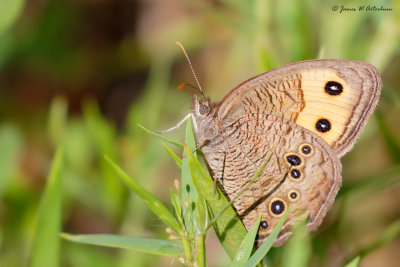 Common Wood-Nymph