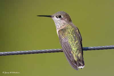 Calliope Hummingbird