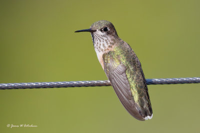 Calliope Hummingbird