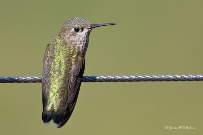 Calliope Hummingbird