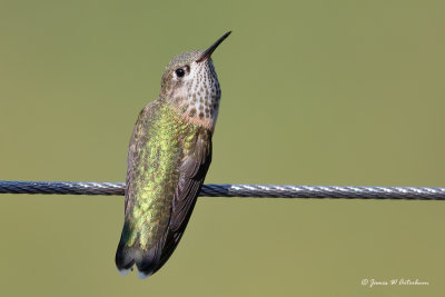 Calliope Hummingbird