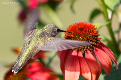 Calliope Hummingbird