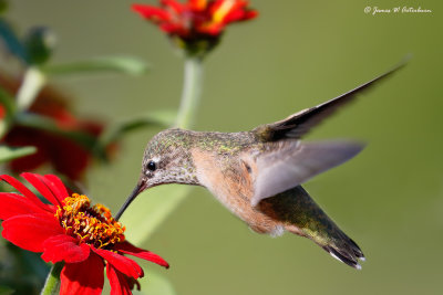 Calliope Hummingbird