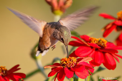 Calliope Hummingbird