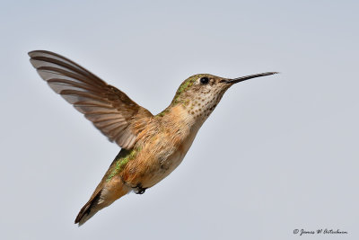 Calliope Hummingbird