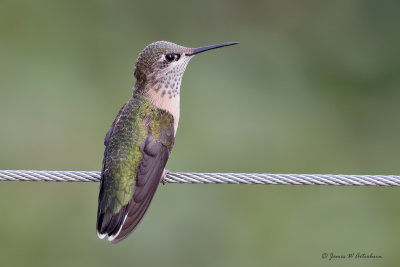 Calliope Hummingbird