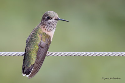 Calliope Hummingbird