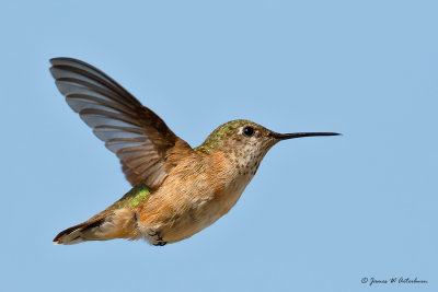 Calliope Hummingbird