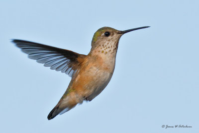 Calliope Hummingbird