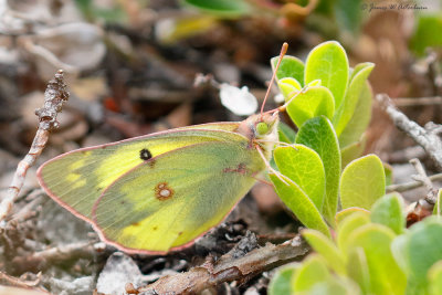 Clouded Sulphur