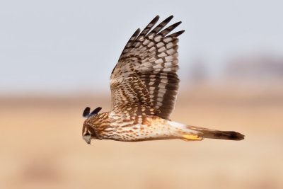 Northern Harrier