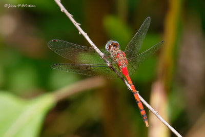 Blue-faced Meadowhawk