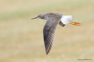 Lesser Yellowlegs