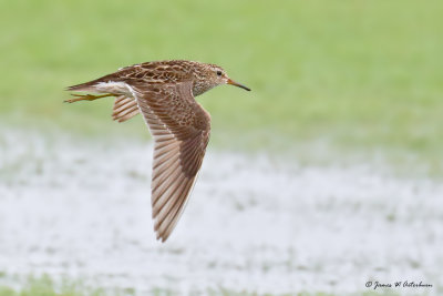 Pectoral Sandpiper