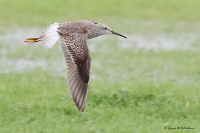 Stilt Sandpiper