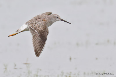 Stilt Sandpiper