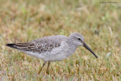 Stilt Sandpiper