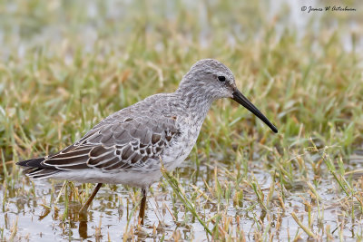 Stilt Sandpiper
